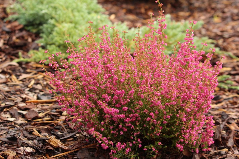 Šogad atcelts skaistāko dārzu un tīrāko ietvju konkurss Cēsu novadā