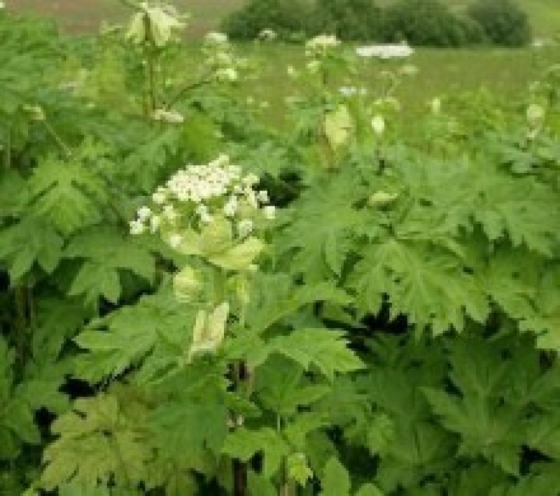 Ziņo par invazīvajām augu sugām