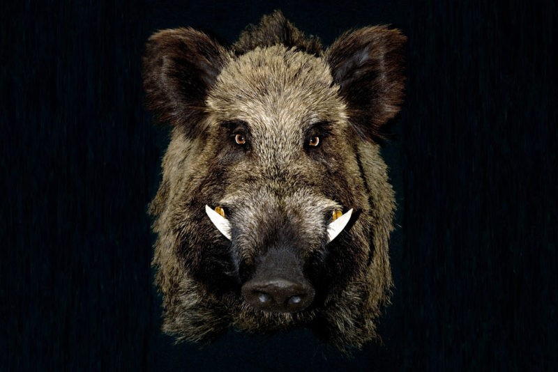 Priekuļu pagastā mājas cūkām konstatēts Āfrikas cūku mēris