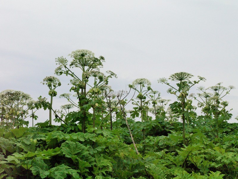 Latvāņu miglošana Vaives pagastā