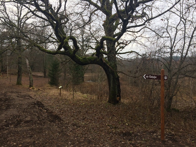 Cēsu novada pašvaldība īsteno dabas aizsardzības pasākums Gaujas piekrastē