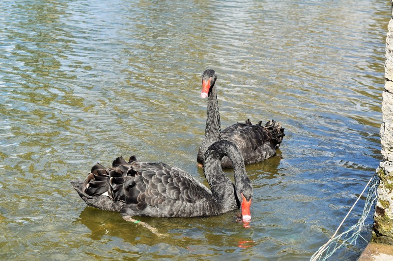 Cēsu melnie gulbji atgriezušies Maija parka dīķī
