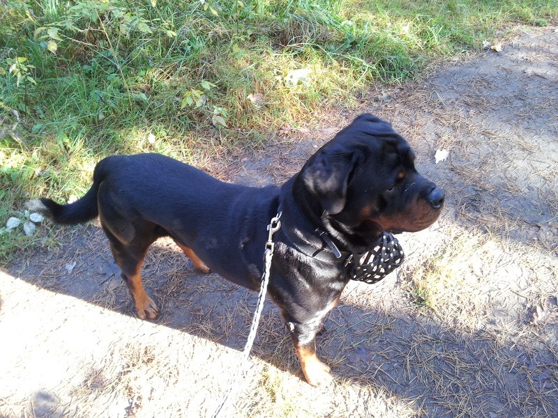 Cēsu dzīvnieku patversme aicina uz suņu skolas nodarbībām