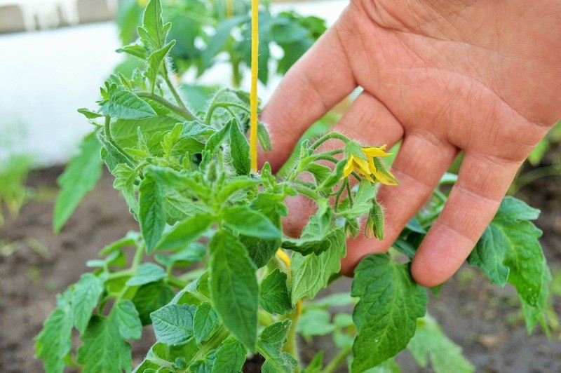 PVD pārbaude Profesionālajā vidusskolā – pašvaldības iniciēta; pārkāpēja rīcību izvērtēs