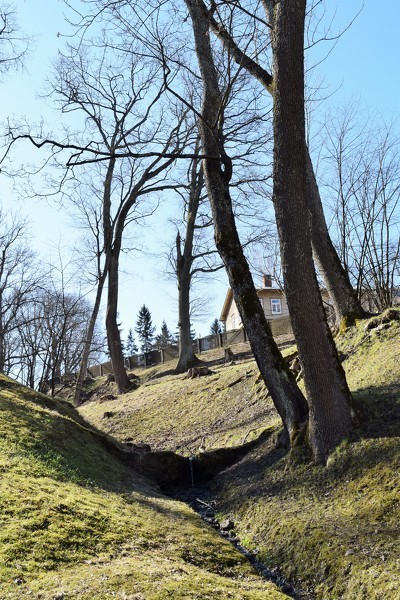 Aicina rūpīgāk izturēties pret koku vainagu kopšanu