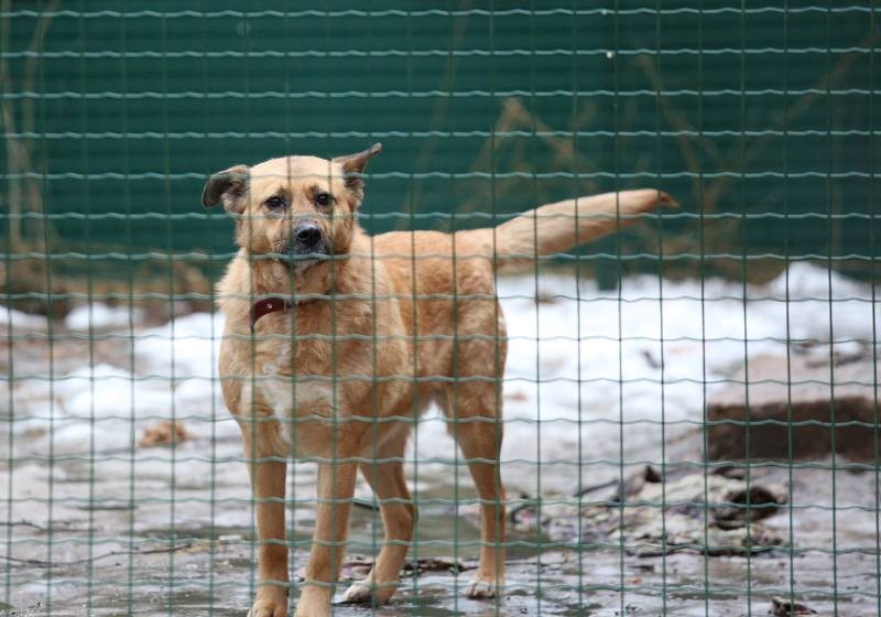 Klaiņojošo dzīvnieku īpašniekiem stingrāki sodi
