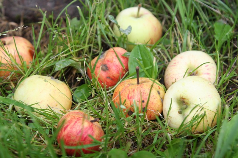 Cēsīs bojātos ābolus bez maksas pieņem katru dienu