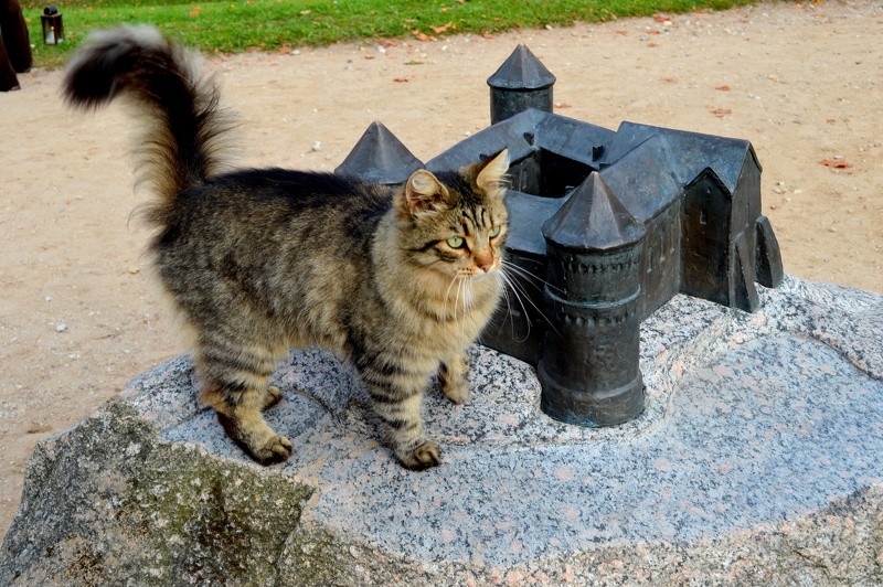 Iespēja pārbaudīt mājas kaķu veselību