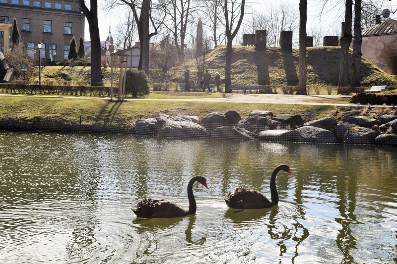 Cēsīs atgriezušies melnie gulbji