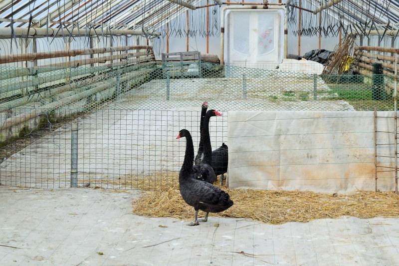 Cēsu gulbji pilsētas parkos atgriezīsies pēc Lieldienām