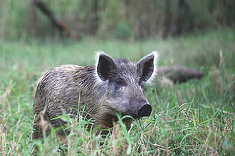 Cēsu novadā izveidota mednieku koordinācijas komisija
