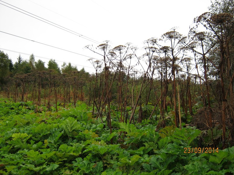 Ierobežo latvāņu izplatību