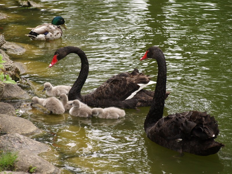 Gulbji Cēsu parkos uzturēsies līdz pirmajam salam