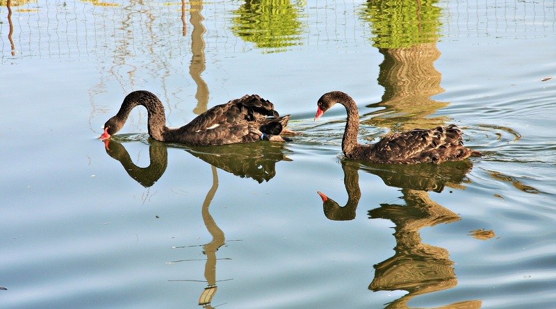 Cēsu melno gulbju pāris nosaukts par Katrīnu un Grāfu