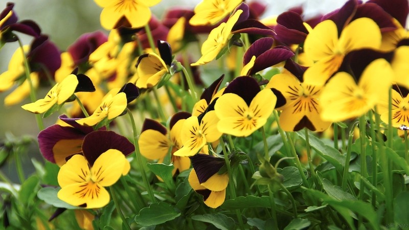 Sācies konkurss par skaistāko Cēsu novada dārzu un sakoptāko teritoriju