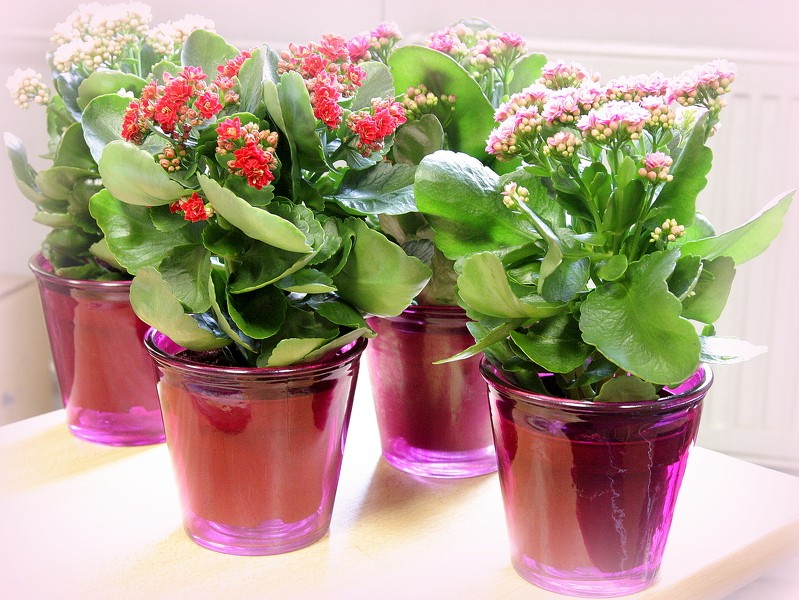 ZAAO sveiks Cēsu novada sakoptāko īpašumu saimniekus