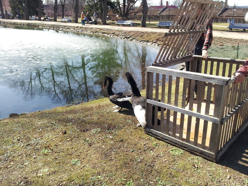 Cēsu melnie gulbji atgriezušies Maija parka dīķī