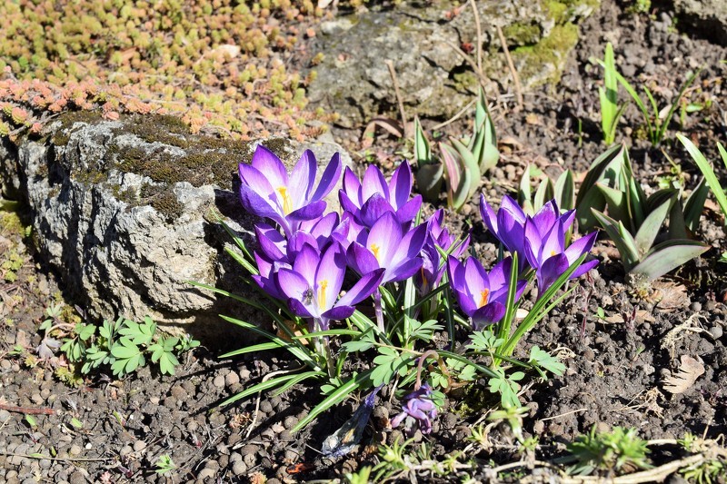 Nodarbības topošajiem vecākiem Cēsīs