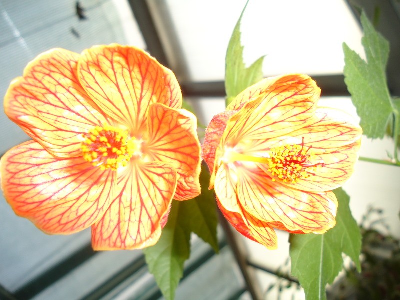 Invalīdu habilitācijas- dienas centra jaunieši apmeklē Botānisko dārzu