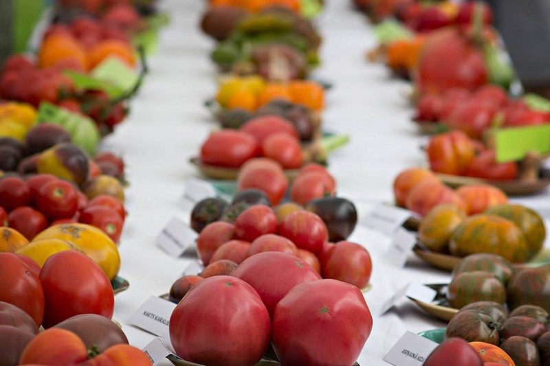 Notiks seminārs par tomātu audzēšanu