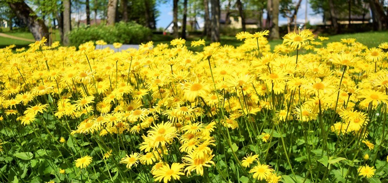 Pieteikšanās skaistāko Latvijas daiļdārzu un lauku sētu konkursam
