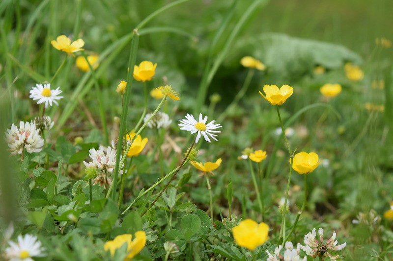 Informācija bioloģiski vērtīgo zālāju apsaimniekotājiem