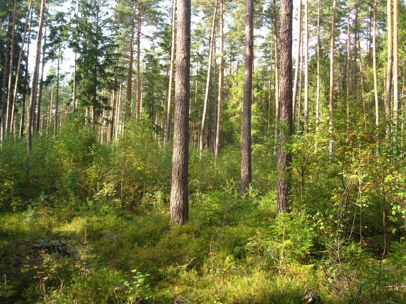 Seminārs mežu īpašniekiem par pameža un paaugas kopšanu