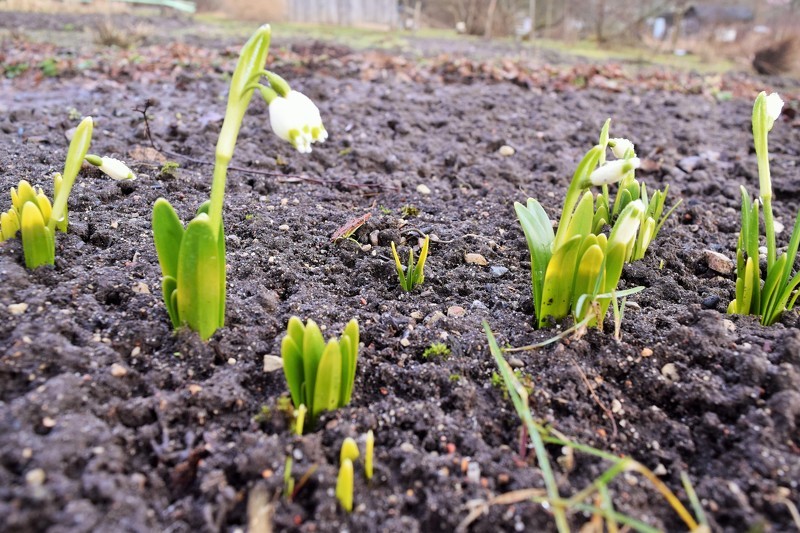Apstiprināta tiešo maksājumu piešķiršanas kārtība lauksaimniekiem