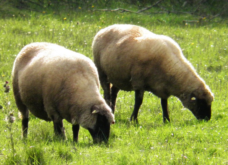 Seminārs aitu audzētājiem Vaivē