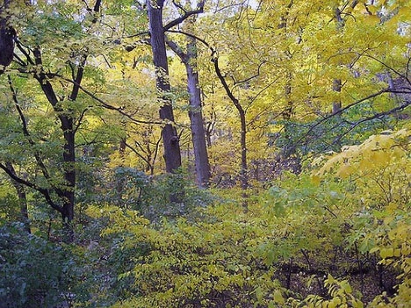 Varēs iesniegt projektus meža ekonomiskās vērtības uzlabošanai