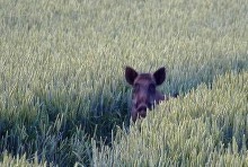 LLKC rīko mednieku un medību vadītāju kandidātu apmācības