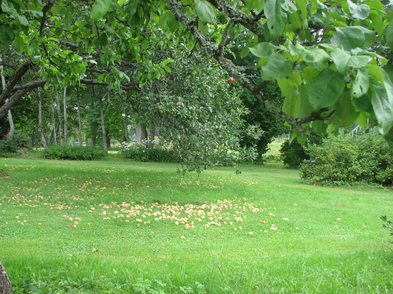 6. septembrī ideju forums lauksaimniekiem "Latvijas mazās lauku saimniecības. Kā BŪT!"