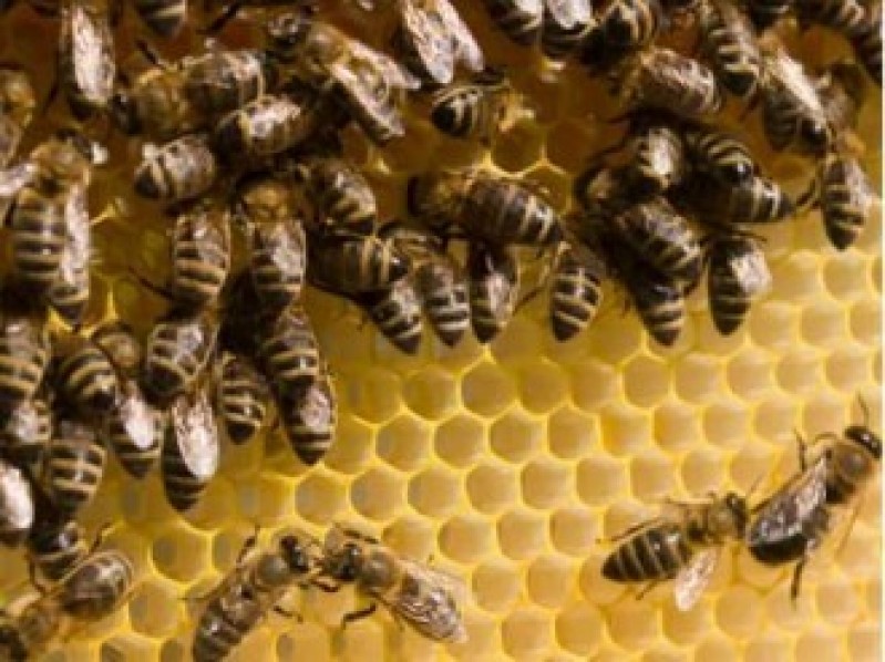 LAD informē par pieteikšanās termiņu valsts atbalsta pasākumā „Atbalsts biškopības nozarei”