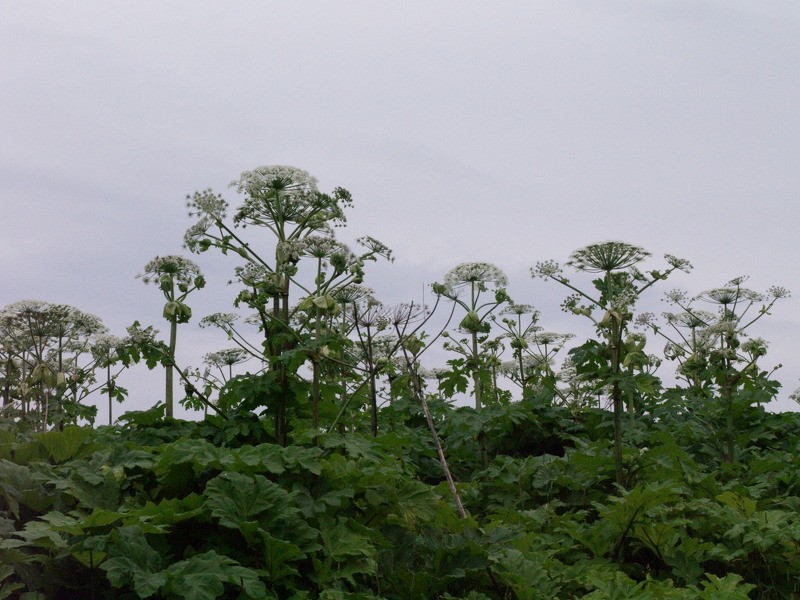 Par latvāņu ierobežošanu