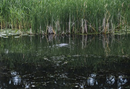 Bezmaksas seminārs par zivju dīķu ierīkošanu un uzturēšanu