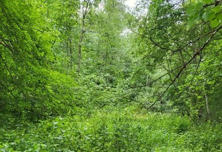 Turpinām īstenot projektu un ierobežot invazīvo sugu izplatību