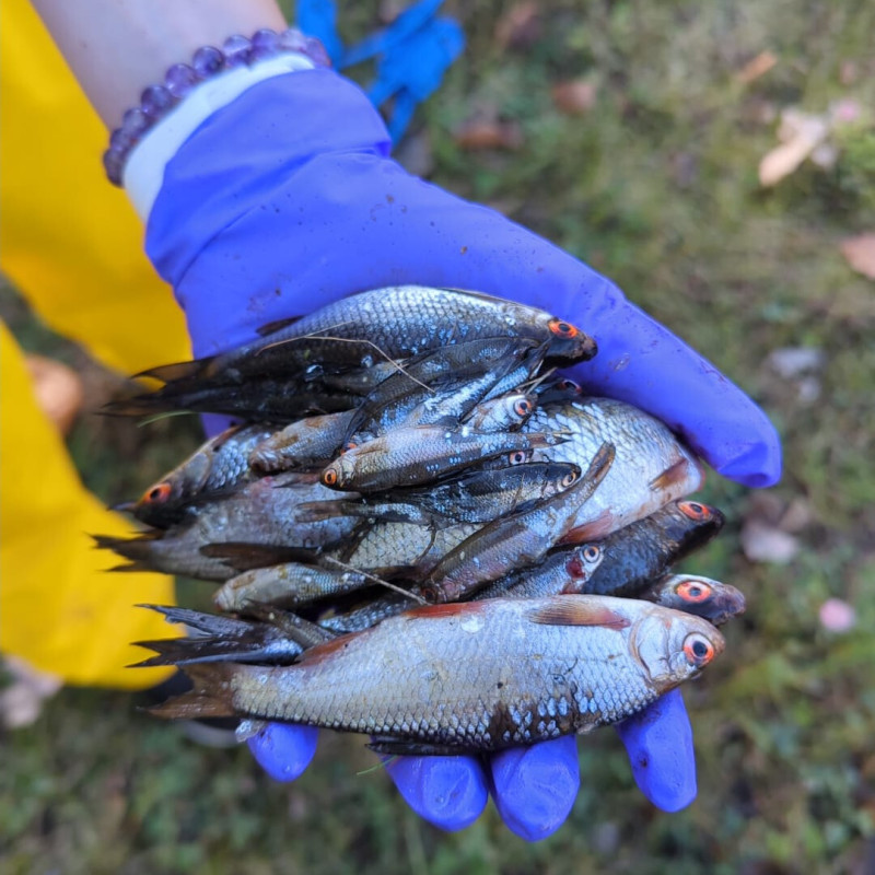 Pasākumā informēs par Cēsu Pils parka dīķa attīrīšanu un BioFloat projektu