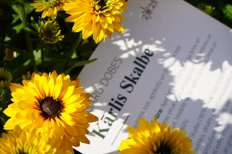 Cēsīs radīts vides dizaina stāsts – “Dižgaru puķu dobes"