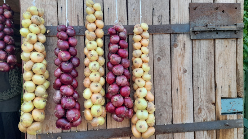 Projekts “Vēsturiskie augi un dārzi – kopienas mantojums" savieno Mustvē un Cēsu kopienas caur vēsturiskajiem augiem