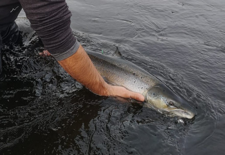 "BIOR" turpinās darbu pie lašu populācijas saglabāšanas un pavairošanas