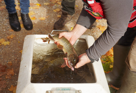 Cēsu Pils parkā atklāta peldošā sala dīķa ekosistēmas uzlabošanai