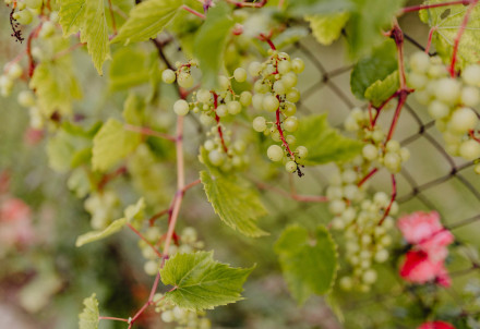 Aicina apgūt zināšanas par vīteņaugiem Pieaugušo izglītības dienā Nītaurē