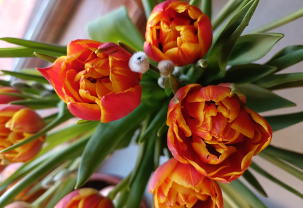 Nedēļas nogales pasākumi Cēsu novadā 06.03.–08.03.