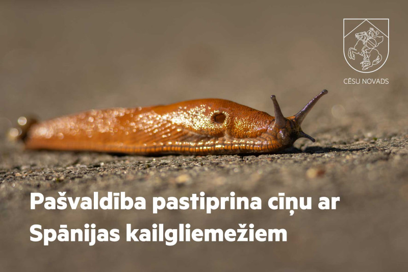 Pašvaldība pastiprina Spānijas kailgliemežu invāzijas apkarošanu Cēsu novadā