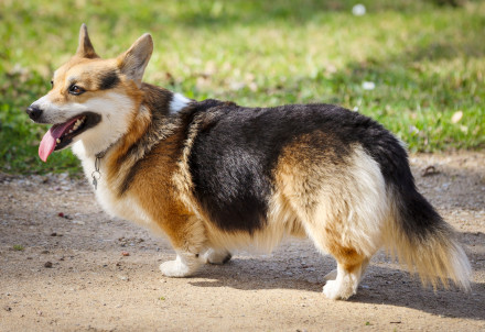 Nedēļas nogales pasākumi Cēsu novadā 17.04.–19.04.