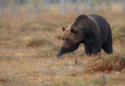 Satiekot lāci pilsētvidē, jāsaglabā miers un jāievēro distance