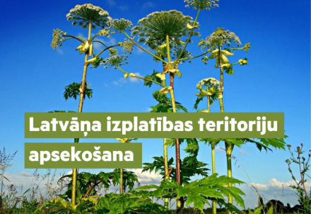 No 1. jūlija Cēsu novadā notiks latvāņa izplatības teritoriju apsekošana