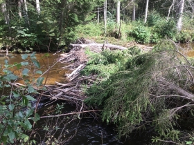Bebru aizsprosts uz Līgatnes upes, kas ir izvācams pilnībā, jo veido uzpludinājumu un zivju migrācija nārsta laikā pāri šim aizsprostam nav iespējama.